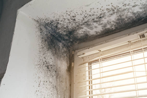 Affordable Mold Cleanup solutions in Wauconda, IL